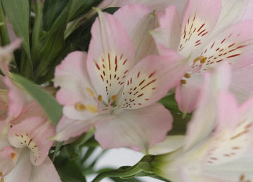 Baby Pink Peruvian Lilies Close Up - Image