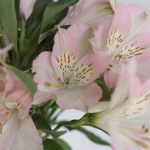 Baby Pink Peruvian Lilies Close Up - Image