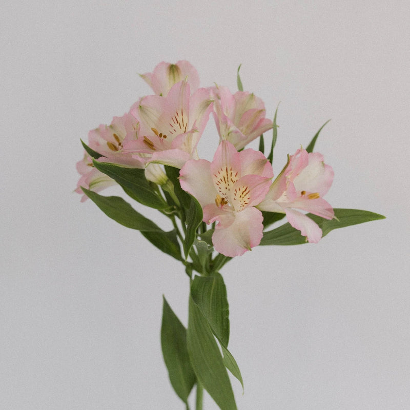 Baby Pink Peruvian Lilies Stem - Image