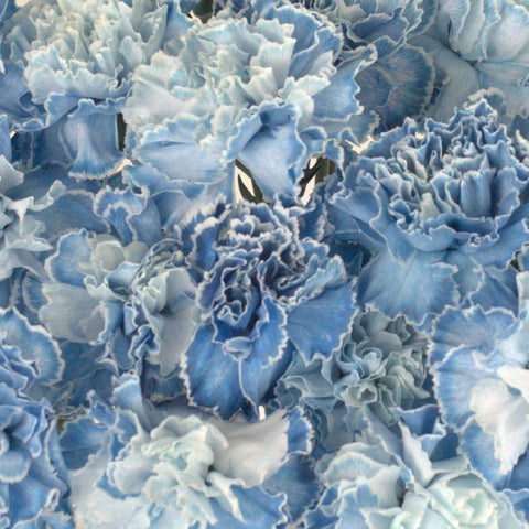 Baby Shower Blue Flower Carnation Close Up - Image