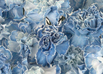 Baby Shower Blue Flower Carnation Close Up - Image