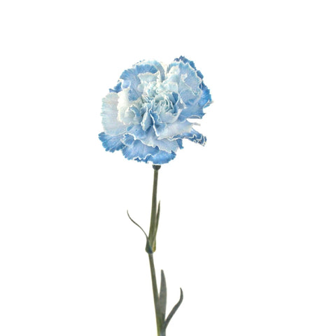 Baby Shower Blue Flower Carnation Stem - Image