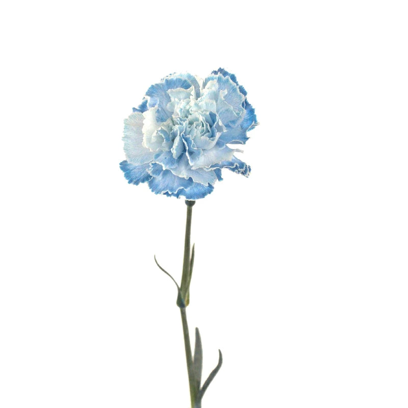 Buy Wholesale Baby Shower Blue Flower Carnation in Bulk - FiftyFlowers