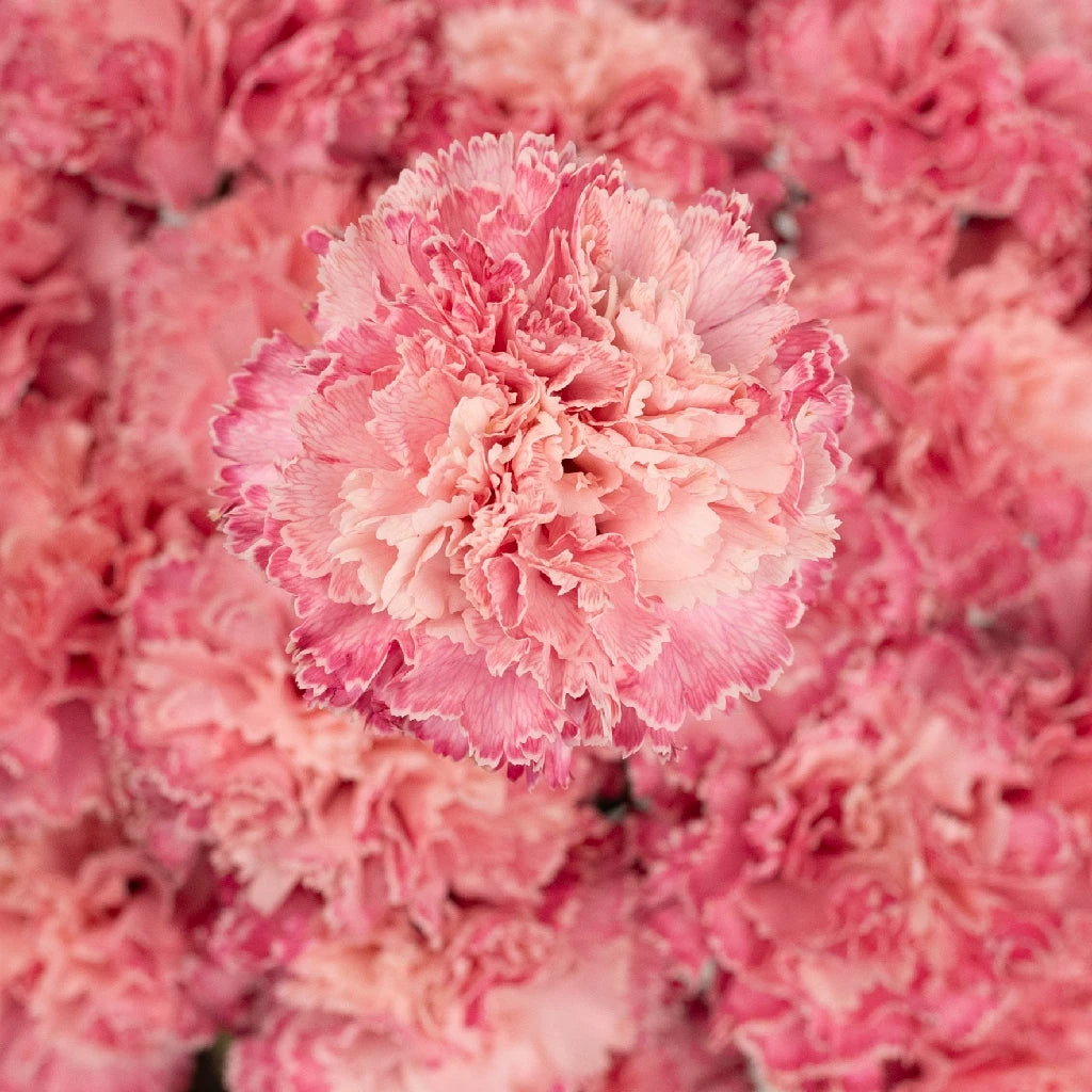 Buy Wholesale Baby Shower Pink Carnation Flowers in Bulk - FiftyFlo...