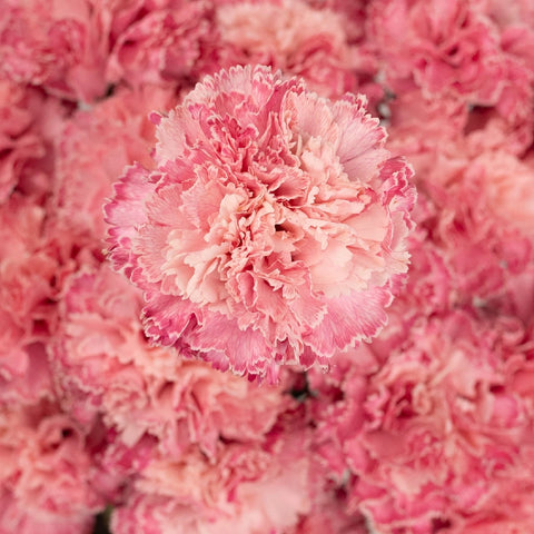 Baby Shower Pink Flower Carnation Close Up - Image
