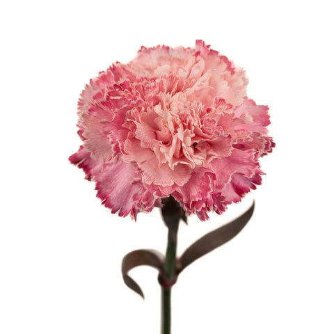 Baby Shower Pink Flower Carnation Stem - Image