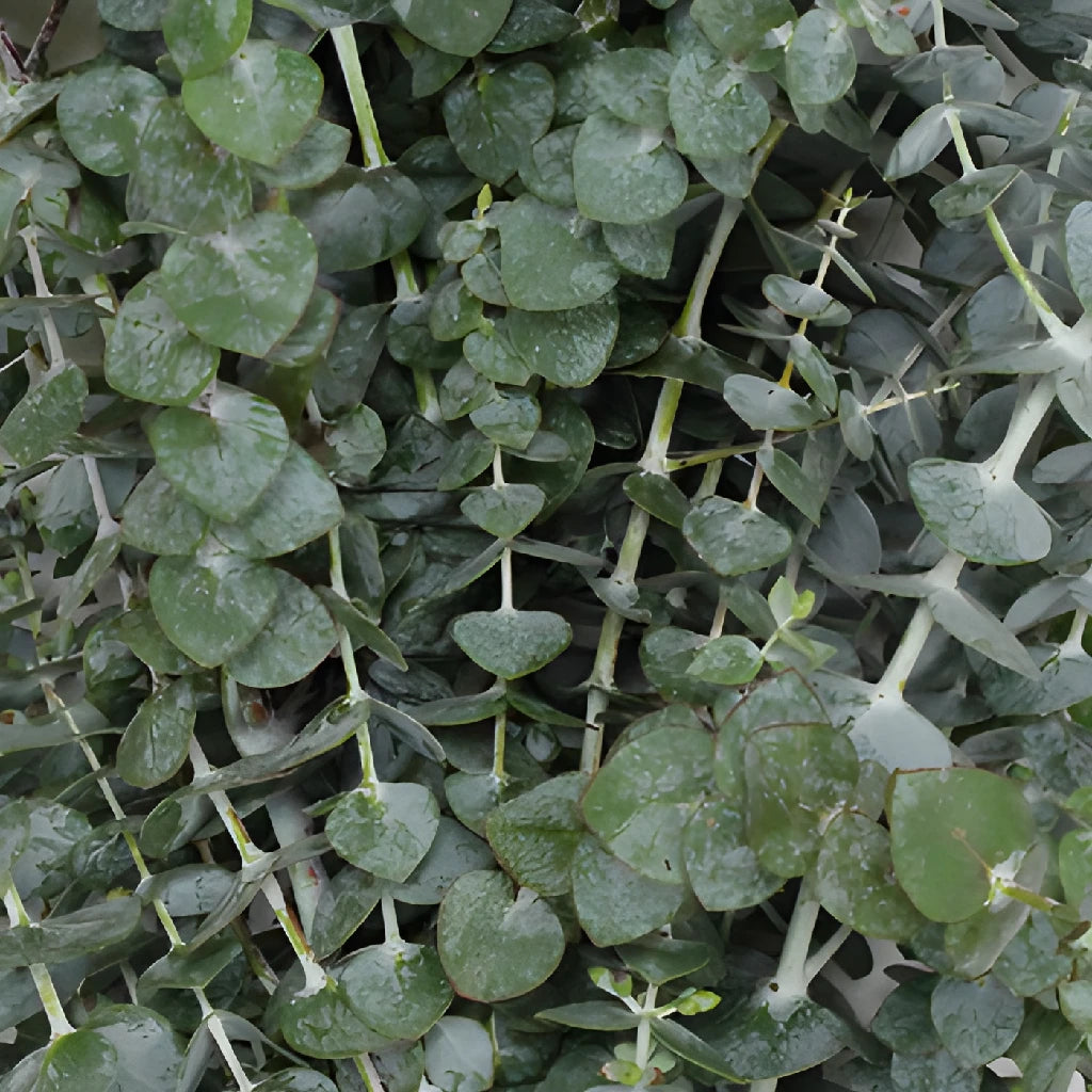 FiftyFlowers Baby Eucalyptus Garland - Thumbnail 2