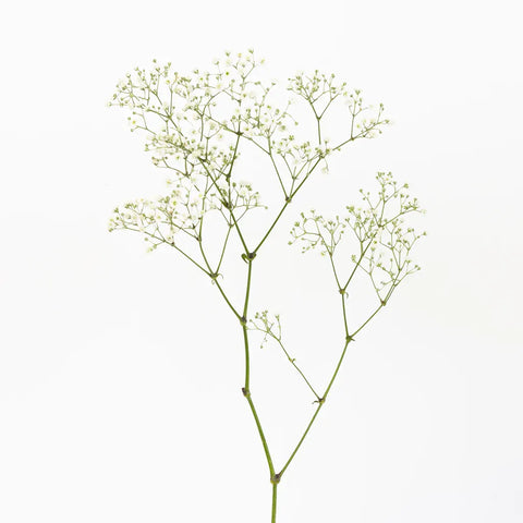Baby's Breath Flower New Love Stem - Image