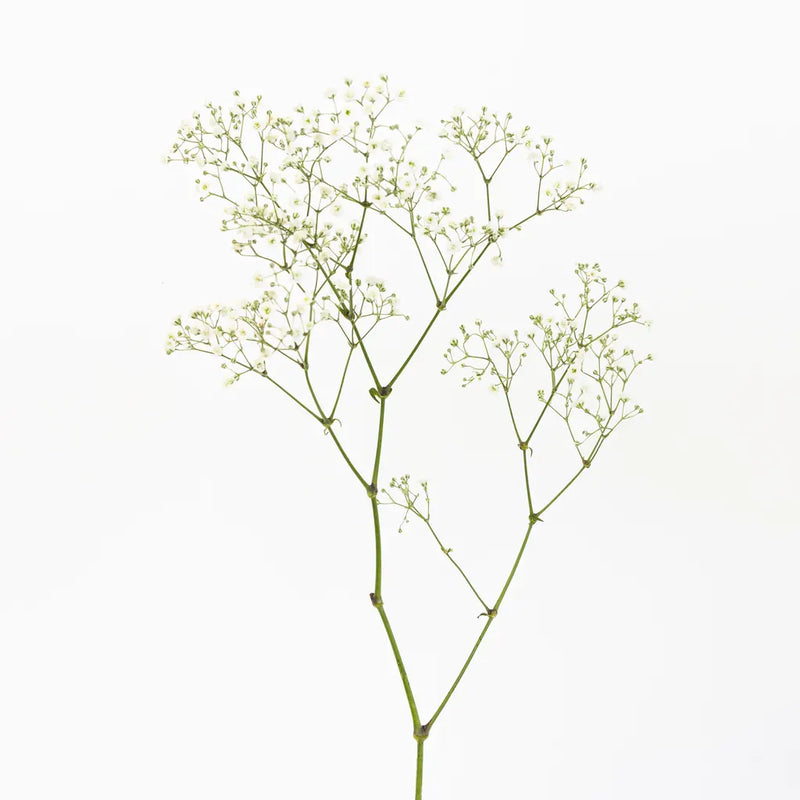 Baby's Breath Flower New Love Stem - Image