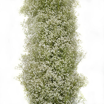 Baby Breath Garland Close up