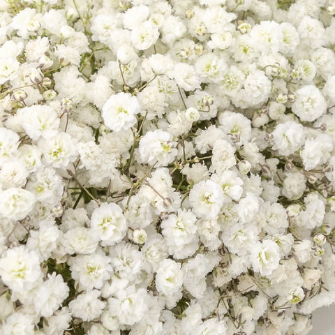 Baby's Breath Wedding Collection Apron - Image