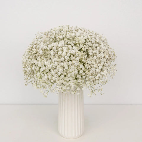 Baby's Breath Wedding Collection - Image