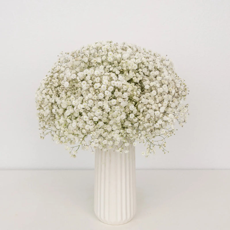 Baby's Breath Wedding Collection - Image