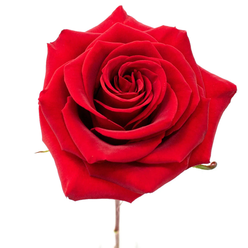 Black Magic Rose Flower Stem
