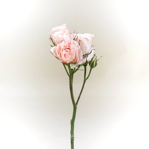 Bali Peach Rose Stem