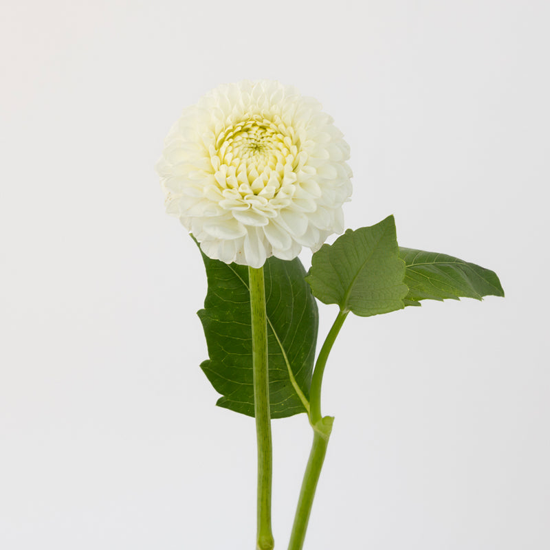 Ball White Dahlia Flower Other - Image