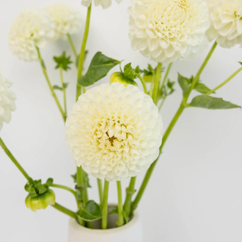 Ball White Dahlia Flower Close Up - Image