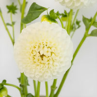 Ball White Dahlia Flower Close Up - Image