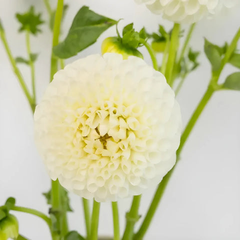 Ball White Dahlia Flower Close Up - Image