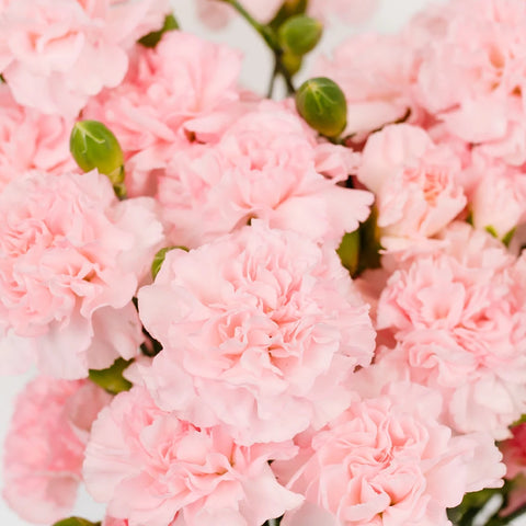 Ballet Pink Mini Carnation Flower Close Up - Image