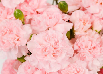 Ballet Pink Mini Carnation Flower Close Up - Image