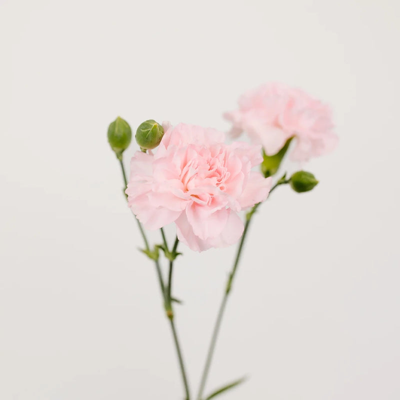 Ballet Pink Mini Carnation Flower Stem - Image