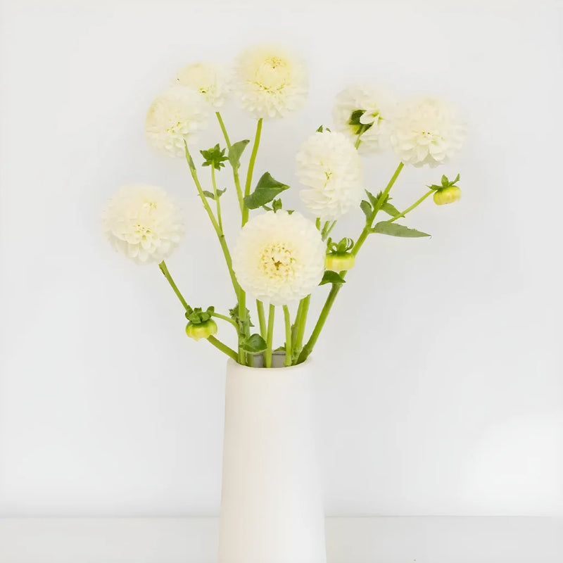 Ball White Dahlia Flower