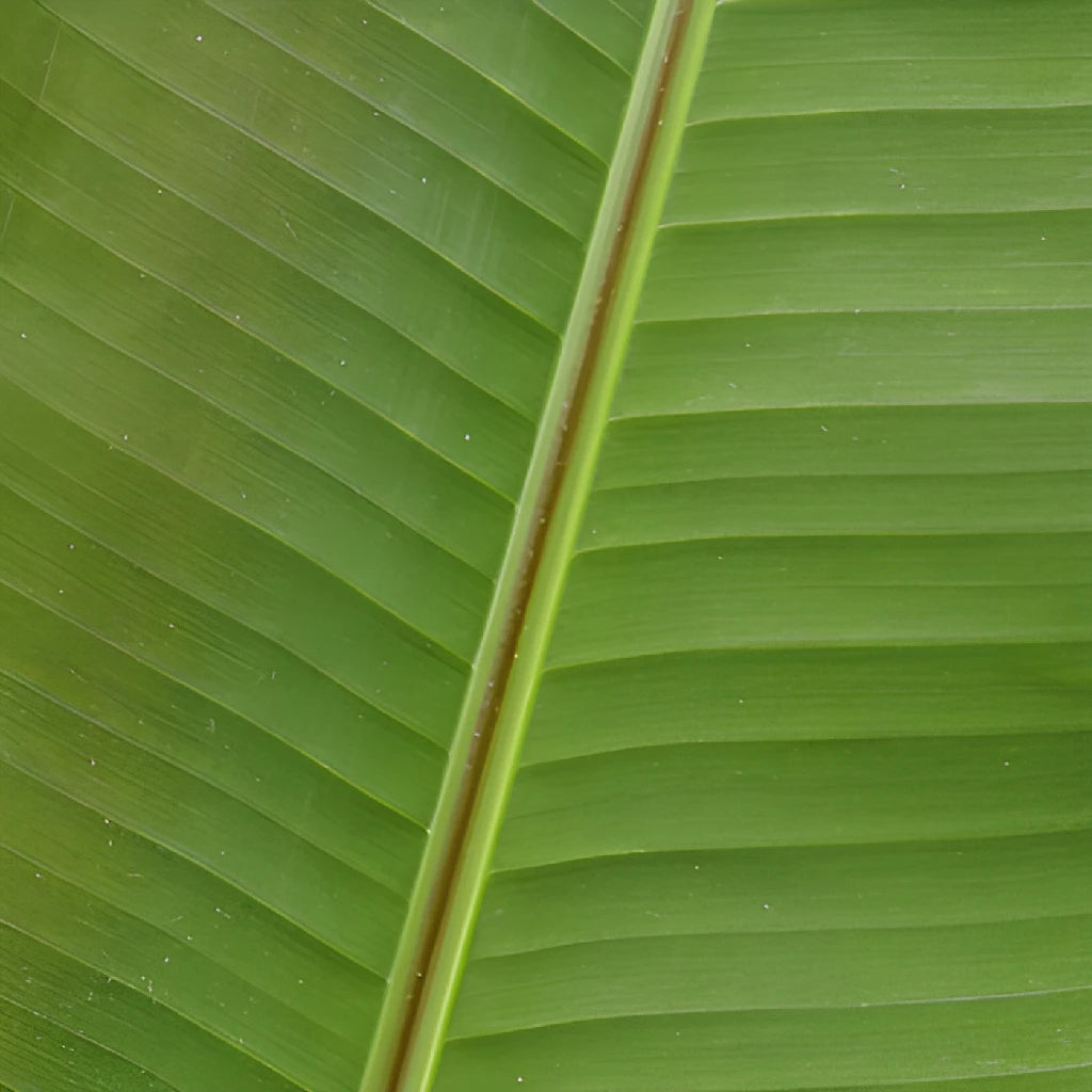 FiftyFlowers Banana Leaves