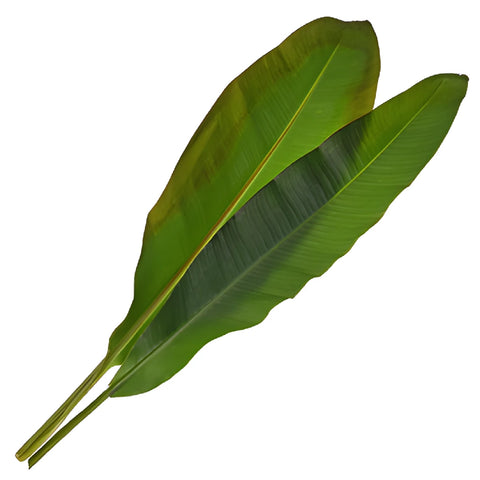 Banana Leaves Tropical Greenery