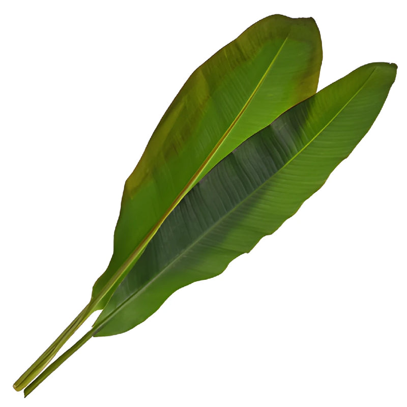 Banana Leaves Tropical Greenery