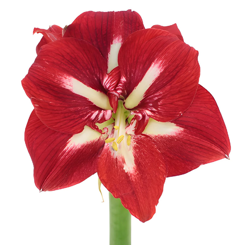 Crimson Red Amaryllis Flowers