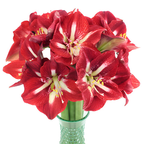 Crimson Red Amaryllis Flowers