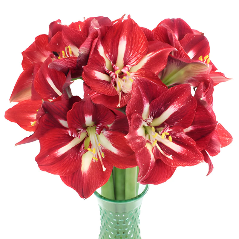 Crimson Red Amaryllis Flowers