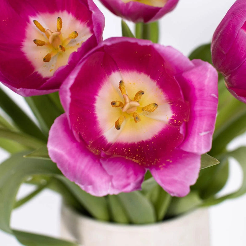 Barcelona Pink Bulk Tulips Close Up - Image