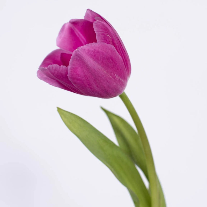 Barcelona Pink Bulk Tulips Stem - Image