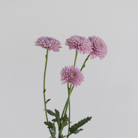 Bashful Becky Button Flower Stem - Image