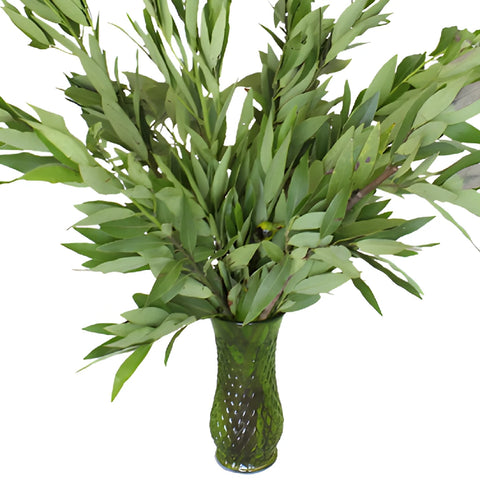 Fresh Cut Bay Leaf Herb for Flower Arranging