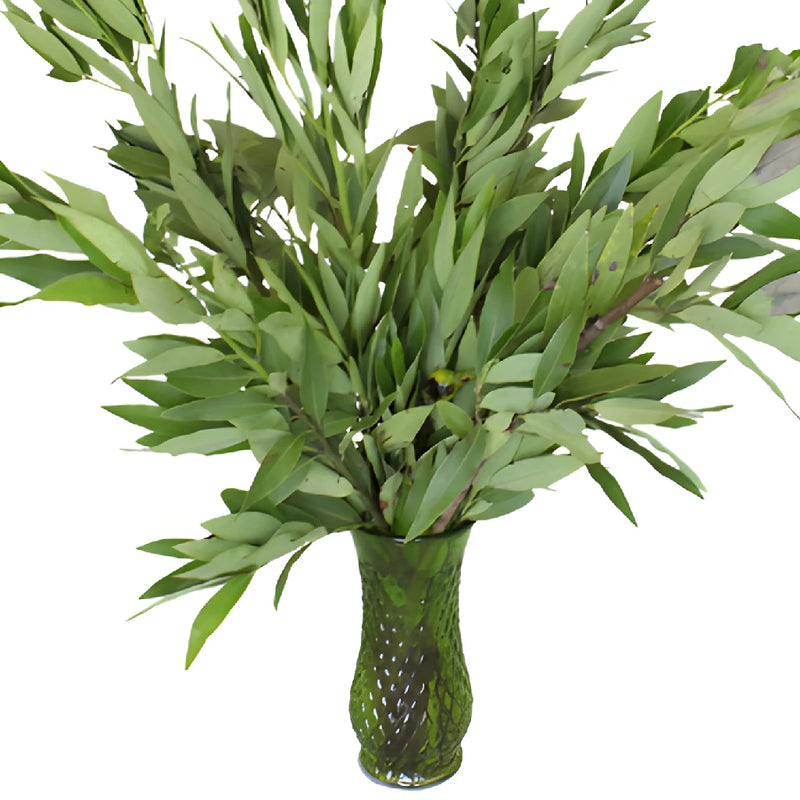 Fresh Cut Bay Leaf Herb for Flower Arranging