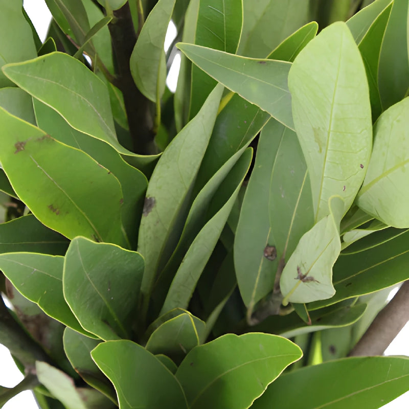 Fresh Cut Bay Leaf Herb for Flower Arranging