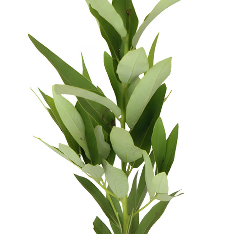 Fresh Cut Bay Leaf Herb for Flower Arranging