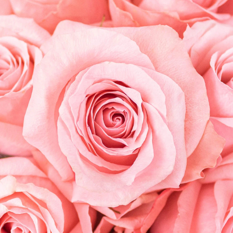 Be Sweet Pink Roses Up Close