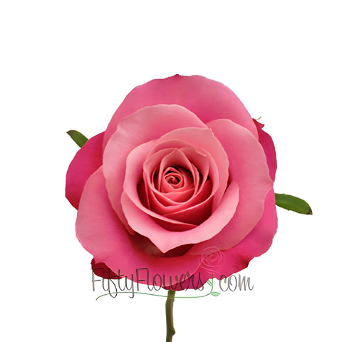 Berry Bubblegum Sweetheart Roses