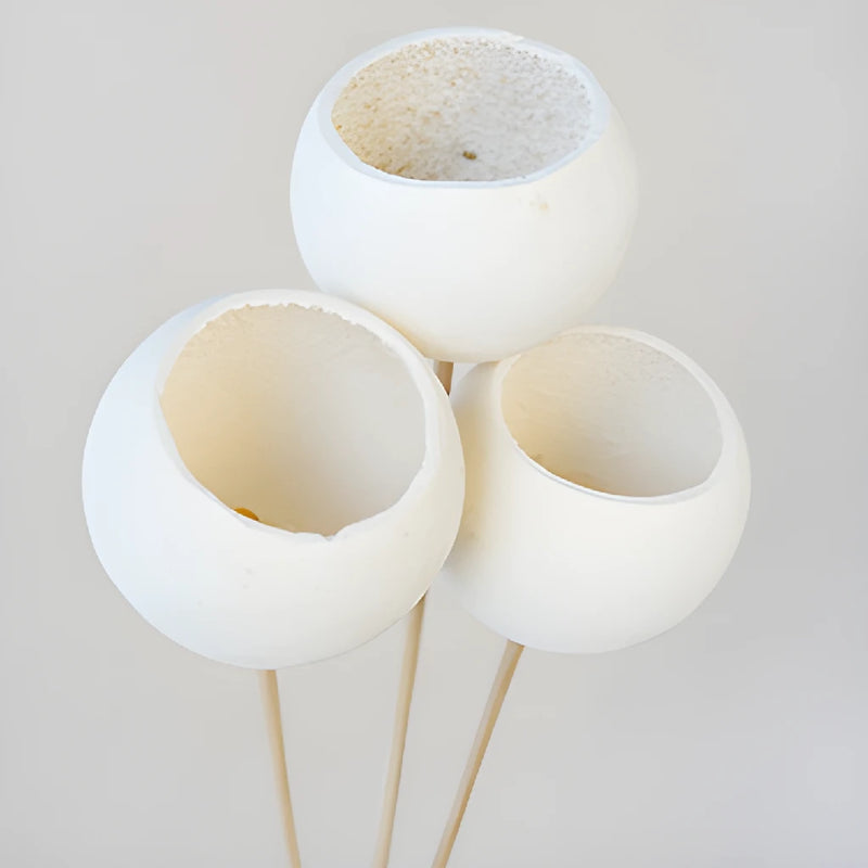 Natural Dried Bell Cup Pods