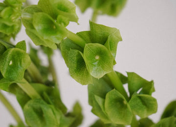Bells Of Ireland Molucella Greenery Close Up - Image