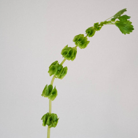 Bells Of Ireland Molucella Greenery Stem - Image