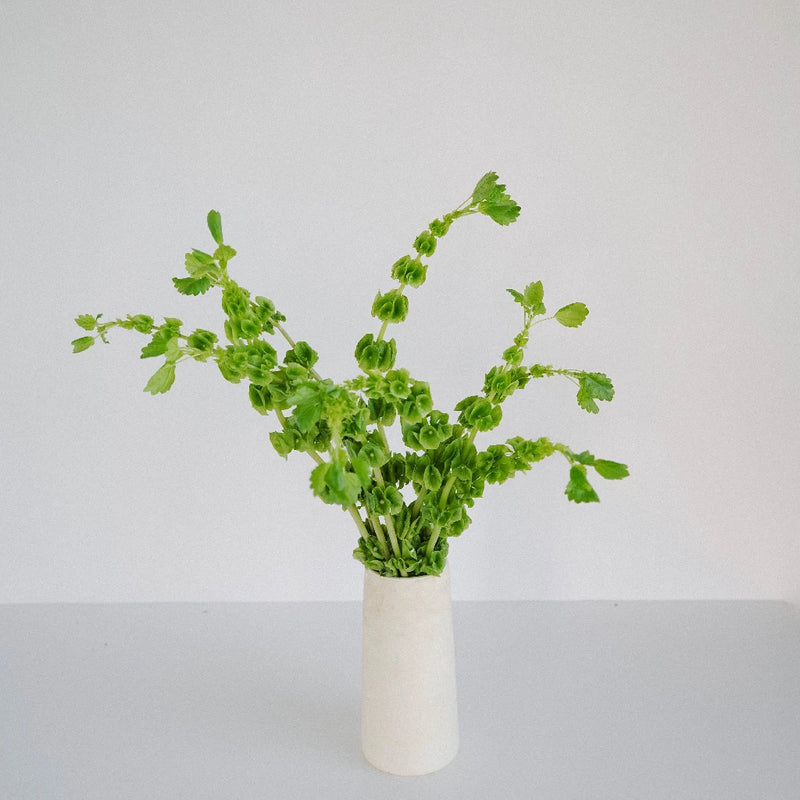 Bells Of Ireland Molucella Greenery Vase - Image