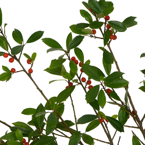 St. Augustine Holly Holiday Greenery