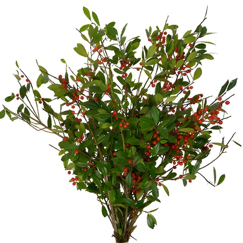 St. Augustine Holly Holiday Greenery