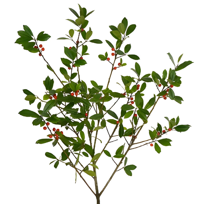 St. Augustine Holly Holiday Greenery