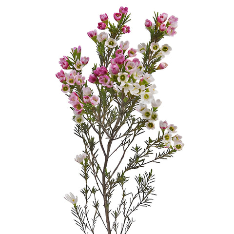 Berries & Cream Wax Flower April Delivery